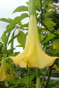 Yellow Angel's Trumpet (Brugmansia) - 3 Gallon Pot 10 Yellow Angel's Trumpet (Brugmansia) - 3 Gallon Pot -Wilson Bros Gardens brugmansia candida yellow angels trumpet 1 1