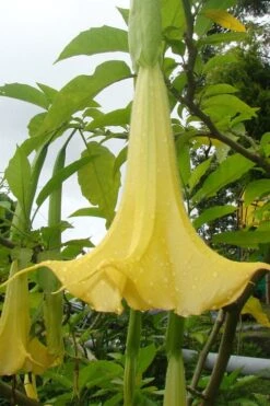 Yellow Angel's Trumpet (Brugmansia) - 1 Gallon Pot -Wilson Bros Gardens brugmansia candida yellow angels trumpet 1