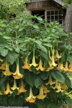 Yellow Angel's Trumpet (Brugmansia) - 1 Gallon Pot -Wilson Bros Gardens brugmansia candida yellow angels trumpet 3