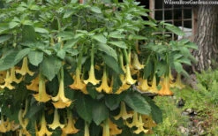 Yellow Angel's Trumpet (Brugmansia) - 3 Gallon Pot 11 Yellow Angel's Trumpet (Brugmansia) - 3 Gallon Pot -Wilson Bros Gardens brugmansia candida yellow angels trumpet 4 1