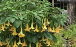 Yellow Angel's Trumpet (Brugmansia) - 1 Gallon Pot -Wilson Bros Gardens brugmansia candida yellow angels trumpet 4