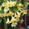 Yellow Angel's Trumpet (Brugmansia) - 3 Gallon Pot