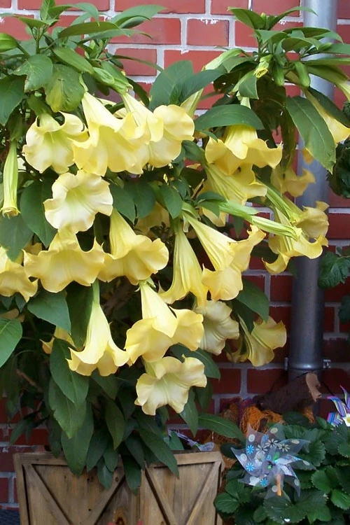 Yellow Angel's Trumpet (Brugmansia) - 3 Gallon Pot 1 Yellow Angel's Trumpet (Brugmansia) - 3 Gallon Pot