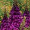 Birthday Cake Butterfly Bush (Buddleia) - 3 Gallon Pot