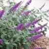 Lo & Behold Blue Chip Junior Butterfly Bush - 5 Pack Of Quart Pots