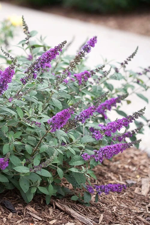 Lo & Behold Blue Chip Junior Butterfly Bush - 1 Gallon Pot 1 Lo & Behold Blue Chip Junior Butterfly Bush - 1 Gallon Pot