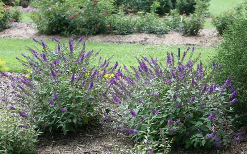 Lo & Behold Blue Chip Junior Butterfly Bush - 1 Gallon Pot 7 Lo & Behold Blue Chip Junior Butterfly Bush - 1 Gallon Pot - Image 7