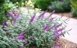 Lo & Behold Blue Chip Junior Butterfly Bush - 1 Gallon Pot 12 Lo & Behold Blue Chip Junior Butterfly Bush - 1 Gallon Pot -Wilson Bros Gardens buddleia blue chip junior butterfly bush 7