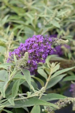 Lo & Behold Blue Chip Junior Butterfly Bush - 3 Gallon Pot -Wilson Bros Gardens buddleia blue chip junior butterfly bush 8 2