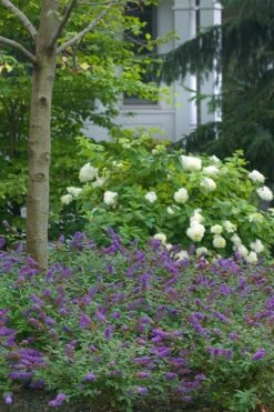 Lo & Behold Blue Chip Junior Butterfly Bush - 3 Gallon Pot -Wilson Bros Gardens buddleia blue chip junior butterfly bush 9 2