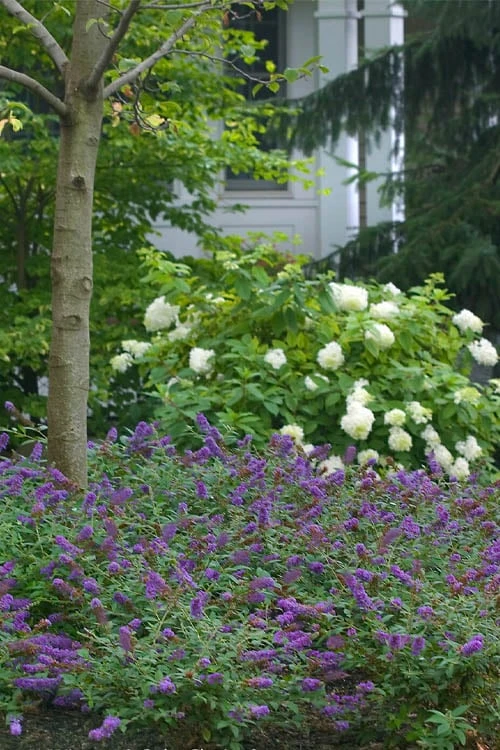 Lo & Behold Blue Chip Junior Butterfly Bush - 1 Gallon Pot 6 Lo & Behold Blue Chip Junior Butterfly Bush - 1 Gallon Pot - Image 6
