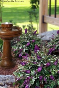 Blueberry Pie Dwarf Butterfly Bush (Buddleia) - 3 Gallon Pot -Wilson Bros Gardens buddleia blueberry pie butterfly bush 3