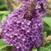Dapper Lavender Butterfly Bush - 2 Gallon Pot
