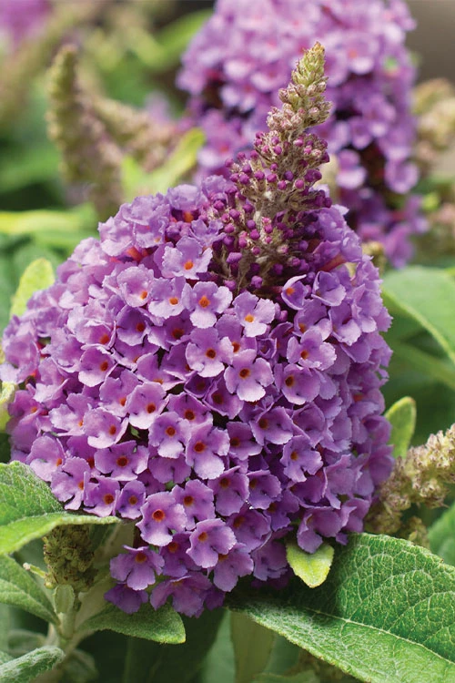 Dapper Lavender Butterfly Bush - 2 Gallon Pot 1 Dapper Lavender Butterfly Bush - 2 Gallon Pot