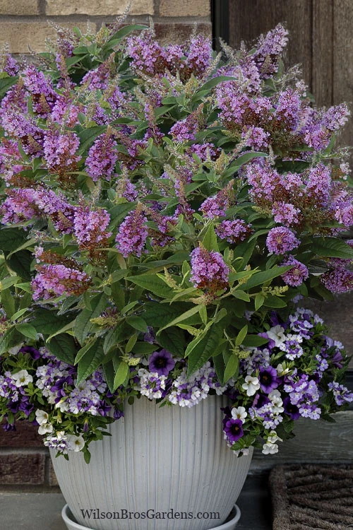 Dapper Lavender Butterfly Bush - 2 Gallon Pot 4 Dapper Lavender Butterfly Bush - 2 Gallon Pot - Image 4