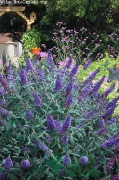 Ellen's Blue Butterfly Bush - 3 Gallon Pot -Wilson Bros Gardens buddleia davidii ellens blue butterfly bush 2