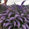 Grand Cascade Butterfly Bush - 1 Gallon Pot