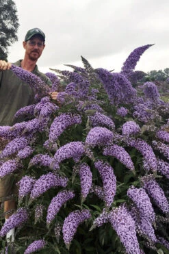 Grand Cascade Butterfly Bush - 1 Gallon Pot