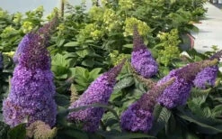 Pugster Amethyst Butterfly Bush - 2 Gallon Pot -Wilson Bros Gardens buddleia pugster amethyst butterfly bush 7