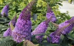 Pugster Amethyst Butterfly Bush - 2 Gallon Pot -Wilson Bros Gardens buddleia pugster amethyst butterfly bush 8