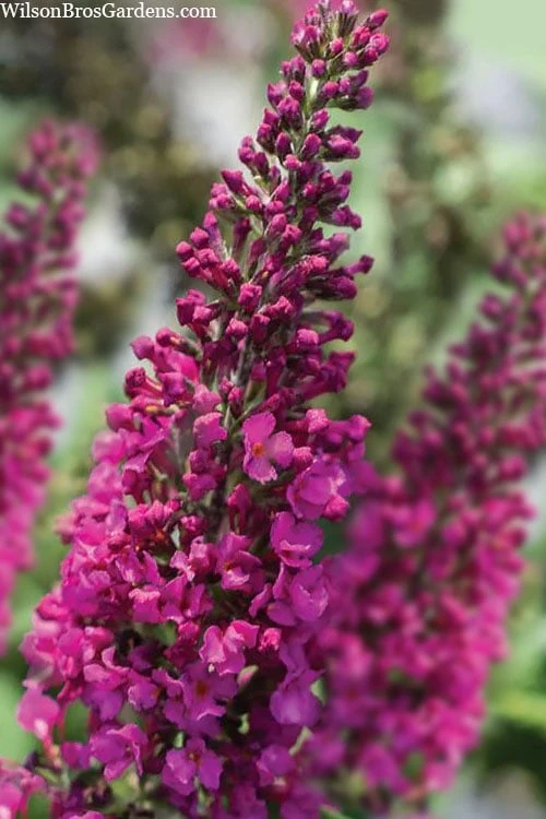 Summer Sips 'Sangria' Dwarf Butterfly Bush - 3 Gallon Pot 1 Summer Sips 'Sangria' Dwarf Butterfly Bush - 3 Gallon Pot