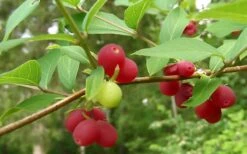 Fragrant Winter Honeysuckle Bush (Lonicera Fragrantissima) - 1 Gallon Pot -Wilson Bros Gardens bush fragrant honeysuckle 3 800x500 1