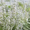 Calamint Plant (Calamintha Nepeta) - 1 Gallon Pot