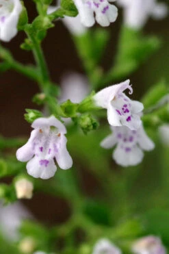 Calamint Plant (Calamintha Nepeta) - 1 Gallon Pot -Wilson Bros Gardens calamint 14