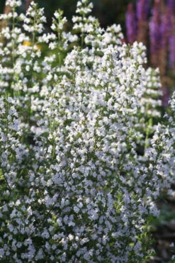 Calamint Plant (Calamintha Nepeta) - 1 Gallon Pot -Wilson Bros Gardens calamint 15