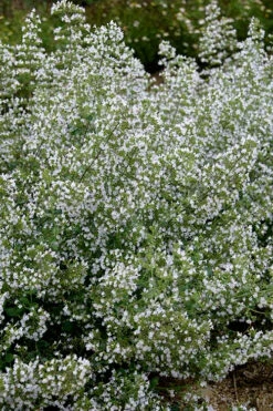 Calamint Plant (Calamintha Nepeta) - 1 Gallon Pot -Wilson Bros Gardens calamint 20