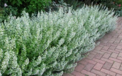 White Cloud Calamint - 12 Pack Of Quart Pots -Wilson Bros Gardens calamint white cloud 1 1