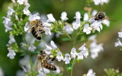 White Cloud Calamint - 5 Pack Of Quart Pots -Wilson Bros Gardens calamint white cloud 5