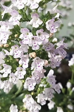 White Cloud Calamint - 12 Pack Of Quart Pots -Wilson Bros Gardens calamint white cloud 6