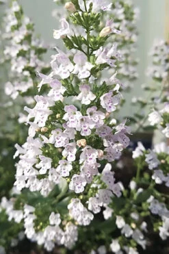 White Cloud Calamint - 5 Pack Of Quart Pots -Wilson Bros Gardens calamint white cloud 7