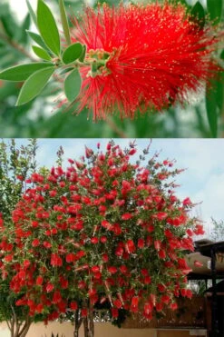 Red Cluster Bottlebrush Tree - 3 Gallon Pot -Wilson Bros Gardens callistemon red cluster bottlebrush 102