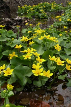 Marsh Marigold Plant (Caltha) - 6 Pack Of 1 Gallon Pots 10 Marsh Marigold Plant (Caltha) - 6 Pack Of 1 Gallon Pots -Wilson Bros Gardens caltha palustris marsh marigold 12 1