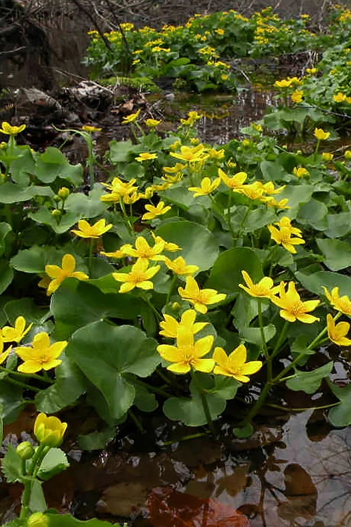Marsh Marigold Plant (Caltha) - 6 Pack Of 1 Gallon Pots 3 Marsh Marigold Plant (Caltha) - 6 Pack Of 1 Gallon Pots - Image 3