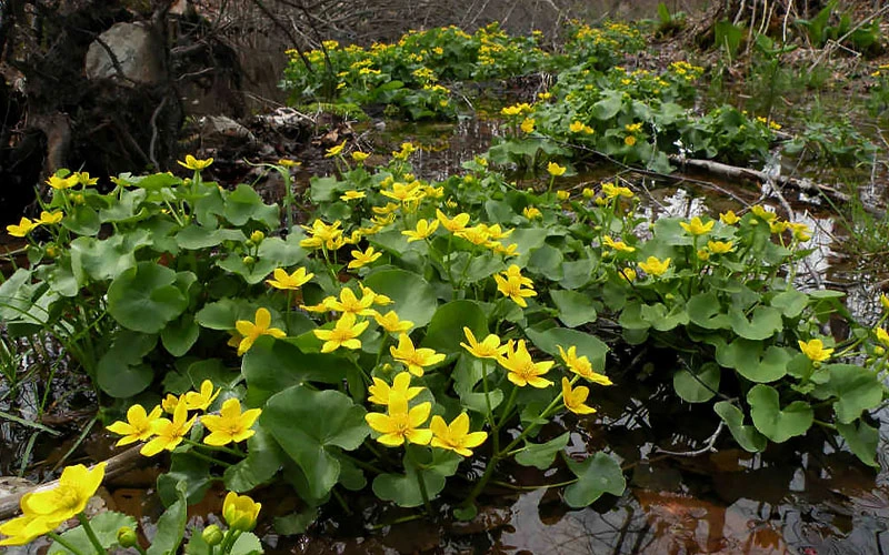 Marsh Marigold Plant (Caltha) - 6 Pack Of 1 Gallon Pots 5 Marsh Marigold Plant (Caltha) - 6 Pack Of 1 Gallon Pots - Image 5