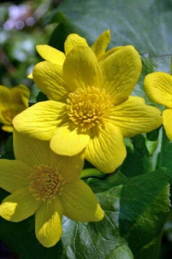 Marsh Marigold Plant (Caltha) - 6 Pack Of 1 Gallon Pots 13 Marsh Marigold Plant (Caltha) - 6 Pack Of 1 Gallon Pots -Wilson Bros Gardens caltha palustris marsh marigold 18 1