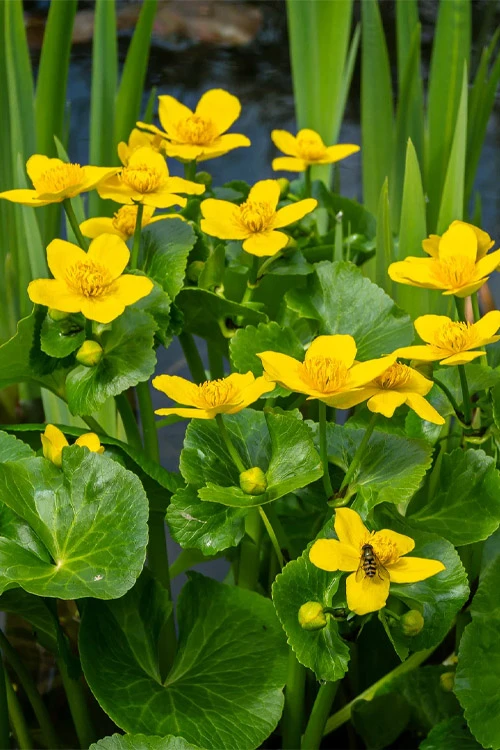 Marsh Marigold Plant (Caltha) - 6 Pack Of 1 Gallon Pots 7 Marsh Marigold Plant (Caltha) - 6 Pack Of 1 Gallon Pots - Image 7