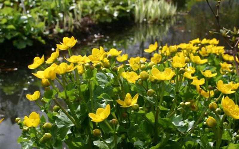 Marsh Marigold Plant (Caltha) - 6 Pack Of 1 Gallon Pots 8 Marsh Marigold Plant (Caltha) - 6 Pack Of 1 Gallon Pots - Image 8