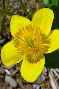 Marsh Marigold Plant (Caltha) - 1 Gallon Pot -Wilson Bros Gardens caltha palustris marsh marigold 23