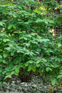 Simply Scentsational Sweetshrub (Calycanthus ) - 2 Gallon Pot -Wilson Bros Gardens calycanthus simply scentsational sweet shrub 14