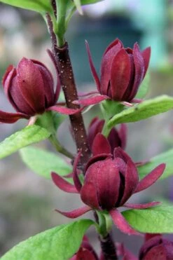 Simply Scentsational Sweetshrub (Calycanthus ) - 2 Gallon Pot -Wilson Bros Gardens calycanthus simply scentsational sweet shrub 3