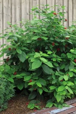 Simply Scentsational Sweetshrub (Calycanthus ) - 2 Gallon Pot -Wilson Bros Gardens calycanthus simply scentsational sweet shrub 4
