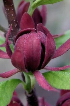 Simply Scentsational Sweetshrub (Calycanthus ) - 2 Gallon Pot -Wilson Bros Gardens calycanthus simply scentsational sweet shrub 7