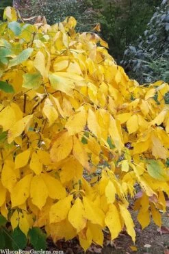 Simply Scentsational Sweetshrub (Calycanthus ) - 2 Gallon Pot -Wilson Bros Gardens calycanthus simply scentsational sweet shrub 8