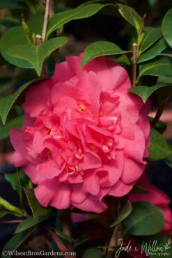 Ack-Scent Fragrant Pink Camellia Japonica - 1 Gallon Pot -Wilson Bros Gardens camellia ack scent jw 2