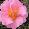 Pink Icicle Cold Hardy Camellia Hybrid - 1 Gallon Pot