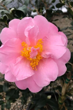Pink Icicle Cold Hardy Camellia Hybrid - 1 Gallon Pot